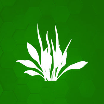 Weeds on the lawn