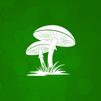 Fungus on the lawn