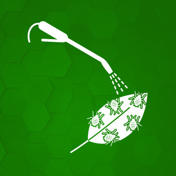 Insecticide